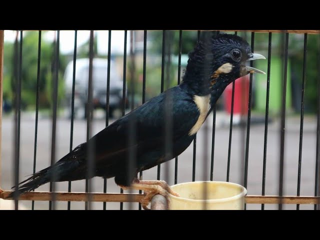 BURUNG RAJA PERLING - Burung hitam sulawesi class=