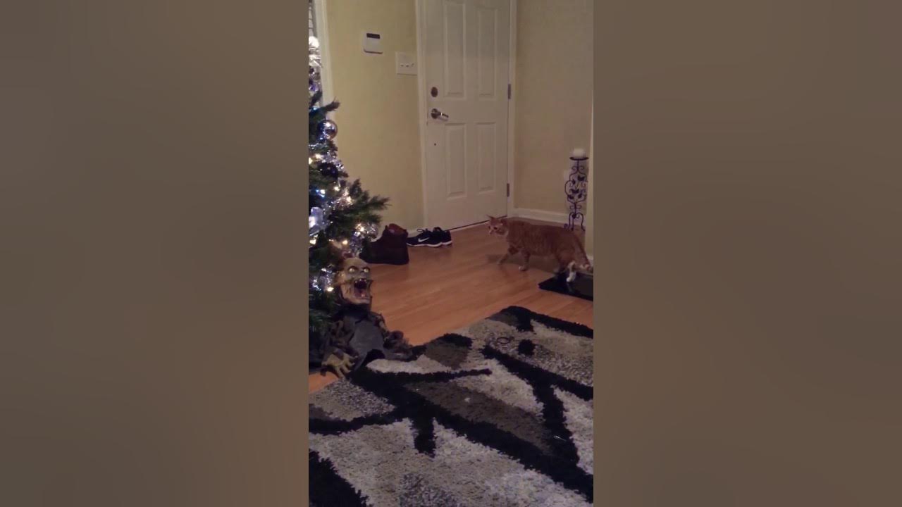 How to keep your cats away from Christmas trees YouTube