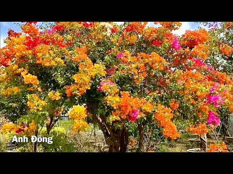 Video Vườn hoa giấy ngủ sắc đẹp ở làng hoa Sa Đéc Đồng Tháp - youtube
