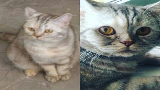 Как развивается кошка ? Буська? | Kanchuk ( ˘ ³˘)❤ Как развивается кошка ? Буська? | Kanchuk ( ˘ ³˘)❤