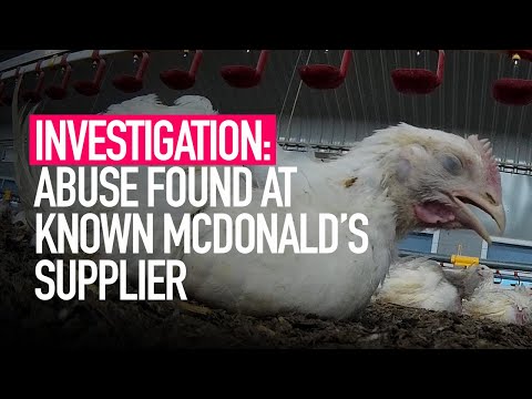 INVESTIGATION: Abuse Found At Known Mcdonald’s Supplier