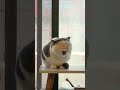 Yawning Cats　#cat #rescue #Rescuecat