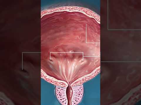 Video: Je močový měchýř orgán?