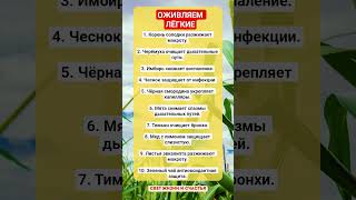 ОЖИВЛЯЕМ ЛЁГКИЕ!!! #здоровье #зож #рецепты #лёгкие #витамины #организм #факты #шортс