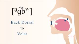 [ ᵑɡ͡bʷ ] voiced unaspirated prenasal labialized labial coarticulated back dorsal velar