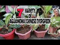 Different variety of aglaonemachinese evergreen and repottinggrace j m