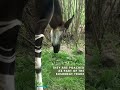 Wild and Wonderful Wildlife: the elusive and rare okapi