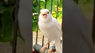 الكناري أبيض روعة Canario Blanco Es Maravilloso Canari Blanc Est Merveilleux تغريد..