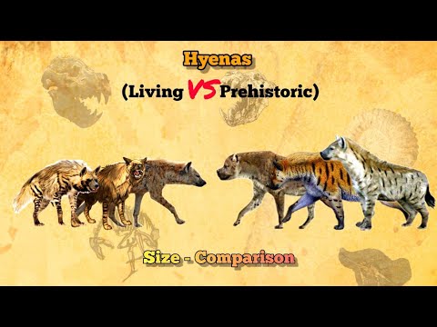 HYENAS - Size Comparison | Extant vs Extinct | All Species. - YouTube