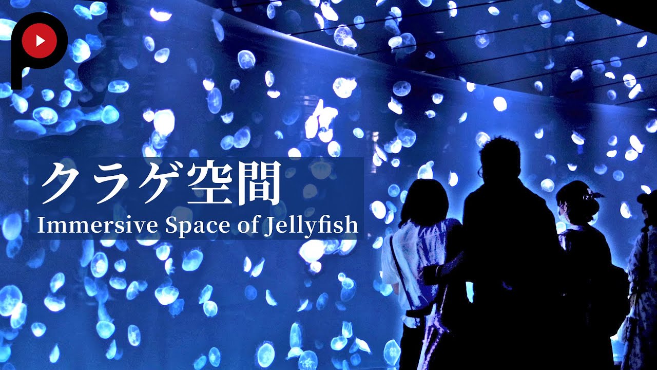 【幻想的 クラゲ空間】サンシャイン水族館  Immersive Space of Jellyfish | Sunshine Aquarium Ikebukuro