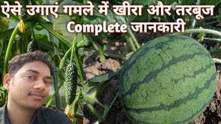 छत पर खीरा और तरबूज कैसे उगाएं // how to grow cucumber and watermelon at home