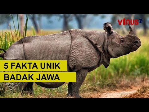 5 Fakta Unik Badak Jawa