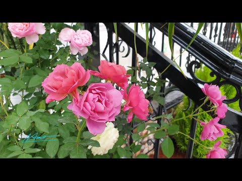 Video 2 phiên bản tiếng Nga và tiếng Việt của bài Triệu đóa... - youtube