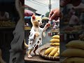 the power of persistence: life lessons from the animal kingdom #ai #anime #animeedit #music #phonk