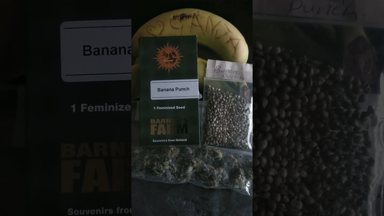 BANANA PUNCH S1 SEEDS