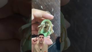 Ermitaño muda de concha 😱  #animales #playa #peces #oceano #naturaleza #fishing #sea