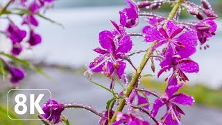 Spring Flowers - 8K Beautiful Wallpapers Slideshow for Office, Lounge, TV Relaxation screenshot 1