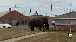 Elephant surprises residents of Butte apartment complex