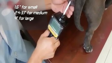 How to operate the dog ovulation detector? Proshine dog ovulation detector