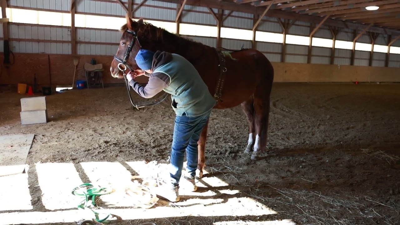 Aster OCF Twilight Teah | 2023 Morgan Filly (4)