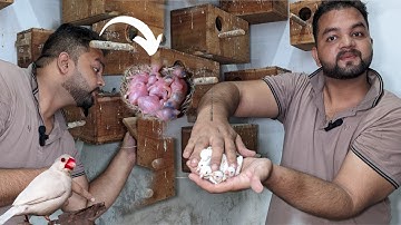 Java finch ke bachy 🐣 bahr aa ge ||Java Sparrow breeding progress|| Opal java Sparrow||