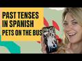 Past Tenses in Spanish | Pets on the Bus
