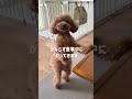 スッキリしたら報告にくる礼儀正しいトイプードル #dog #toypoodle