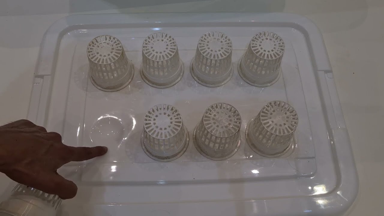 عمل نظام زراعة مائية منزلي للورقيات من الصفر