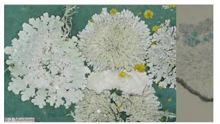 Lichen