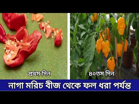 ভিডিও: বীজ যত্ন যত্ন ভুল