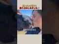 飼い主の愛情を独り占めしたかった馬