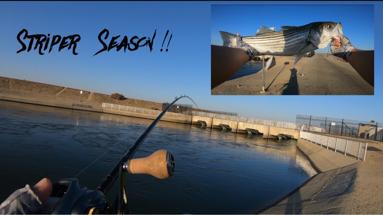 Early Fall Striped Bass Fishing / California Aqueduct (Giveaway) YouTube