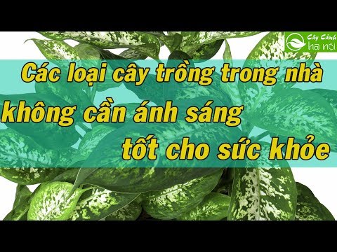 Video: Abutilon (60 ảnh): Chăm Sóc 