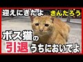 【番外編】迎えにきたよ🥺『金太郎』悲しいボス猫の引退劇・深刻な腎不全・ご苦労さま、もう頑張らなくていい。