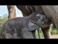 The Cutest Way an Adorable Baby Elephant Drinks Milk From Mama!