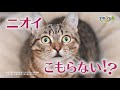 デオトイレ「びっくり猫」篇