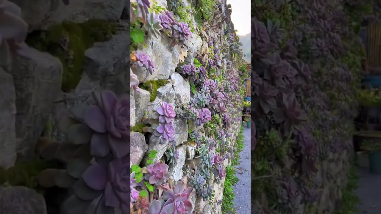 Decorating a rock wall with succulents! 
