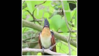 Download Lagu Chestnut-winged cuckoo call MP3