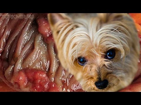 Рак у собак | Разновидности | Лечение | Эвтаназия.