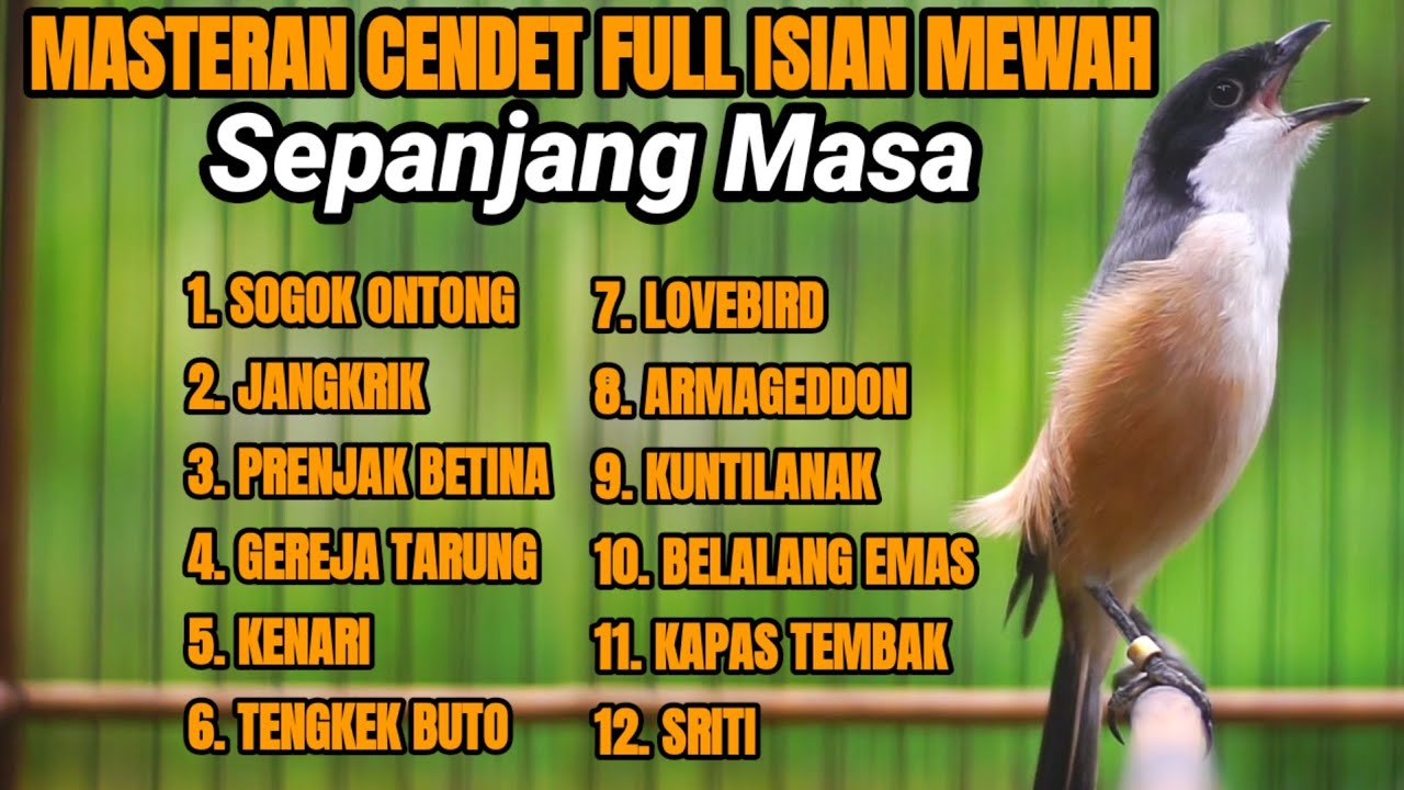 MASTERAN CENDET GACOR PALING AMPUH BIKIN CENDET LANGSUNG NYAUT DAN IKUT GACOR DENGAN SUARA INI