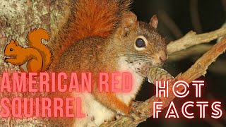 American Red Squirrel facts 🐿 Pine Squirrel 🐿 North American Red Squirrel 🐿 Chickaree 🤩