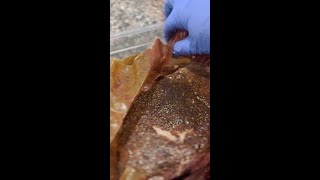 Pulled Pork with a Salt & Pepper rub! #shorts