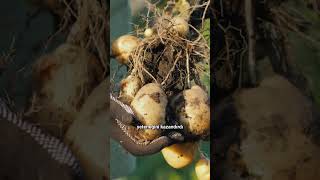 Yediğimiz Patates Aslında Domatesnasıl Mı?