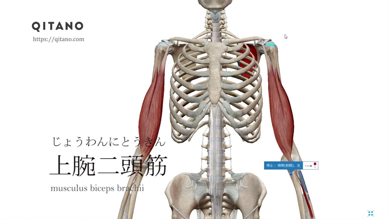 上腕二頭筋の解剖学図 Musculus Biceps Brachii 筋肉辞典 7 Youtube