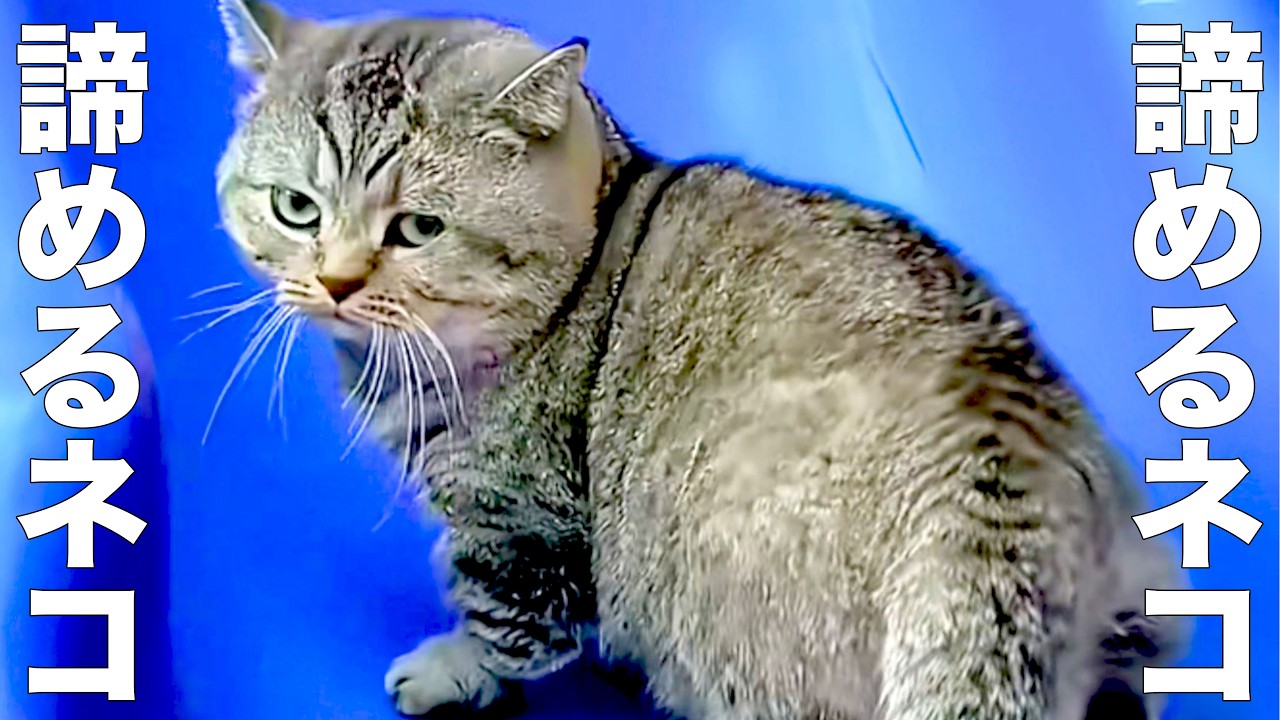 A cat who gives up for any reason [dubbing] - YouTube