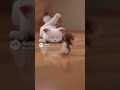Caught on Camera: Mouse’s Cheese Counterattack! 🧀🐭 The Cat Never Saw It Coming 😱