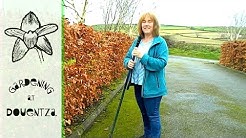 Easy Moss Removal From Tarmac