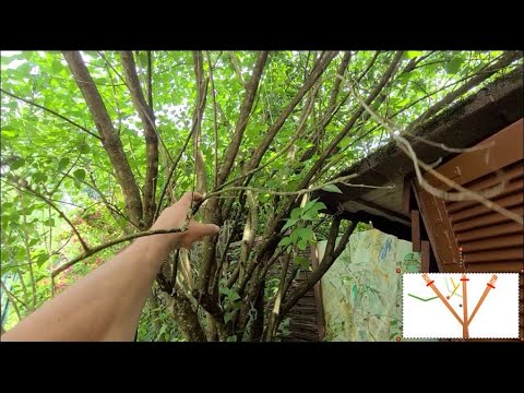 Video: Wie man einen Strauch in einen kleinen Baum verwandelt - Große Büsche in kleine Bäume schneiden