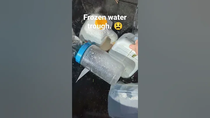 Frozen water trough today... it's above 0 F but hit below freezing last night. #homestead