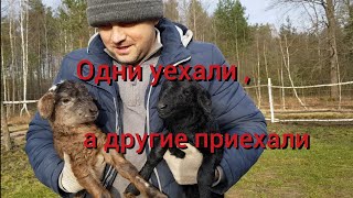 Закон "хутор не резиновый" чудом работает без человека.Вместо одних животных сразу появляются другие